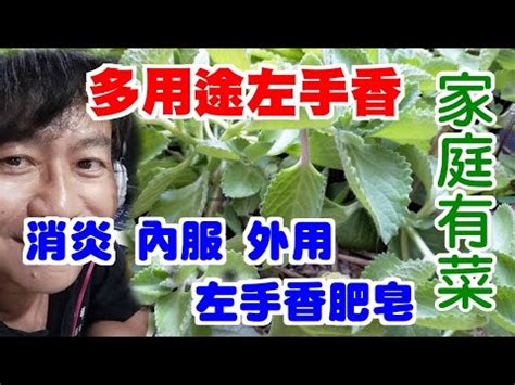 左手香可以放室內嗎|左手香適合放在室內嗎？室內種植指南和護理技巧 